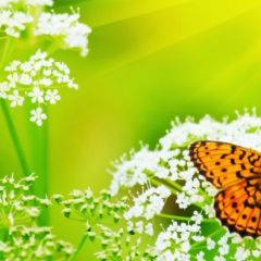 Кухонный фартук Фауна 036 МДФ матовый (3000) Fauna в Серове - serov.mebel24.online | фото