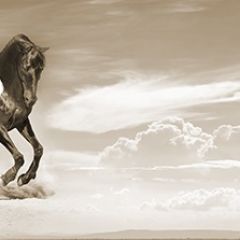 Кухонный фартук Фауна 043 МДФ матовый (3000) Fauna в Серове - serov.mebel24.online | фото