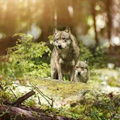 Кухонный фартук Фауна 047 МДФ матовый (3000) Fauna в Серове - serov.mebel24.online | фото